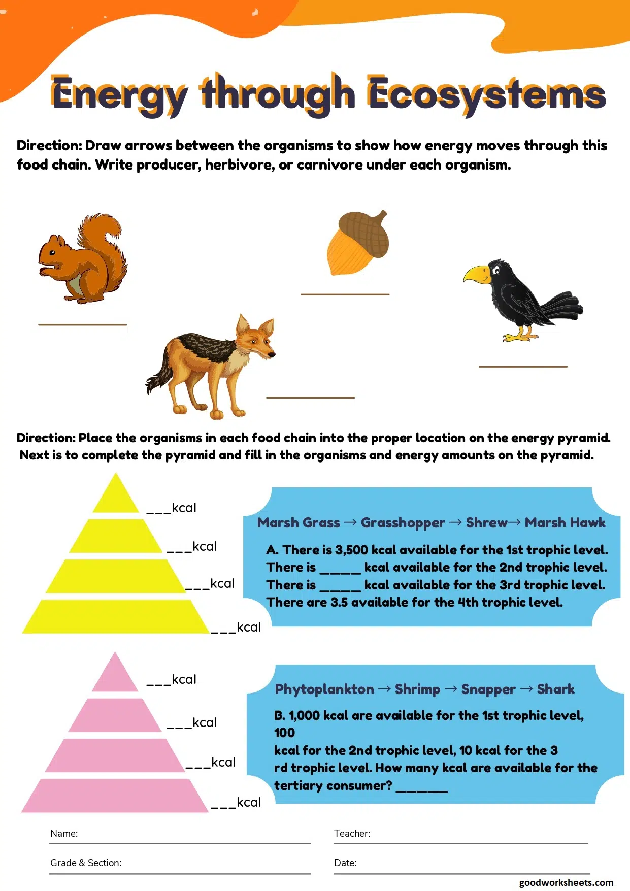 Energy through Ecosystems Worksheets